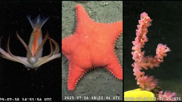 CONICET lanza su álbum de figuritas digital educativo con las nuevas especies marinas