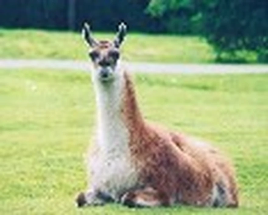 Productores mendocinos se unen para exportar pelo de guanaco