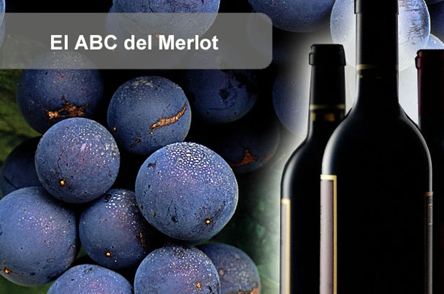 El ABC del Merlot: 10 claves para conocer a fondo las cualidades de ...