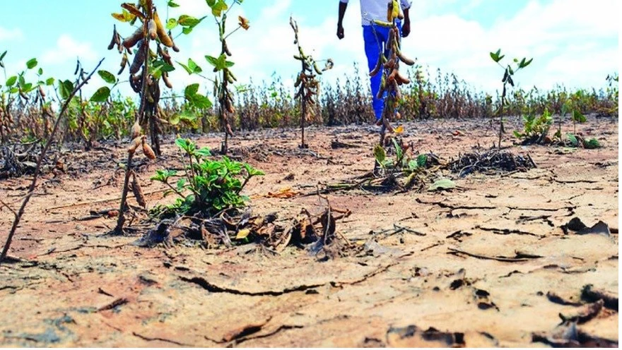 La sequía en el campo es la peor desde que comenzó el nuevo siglo