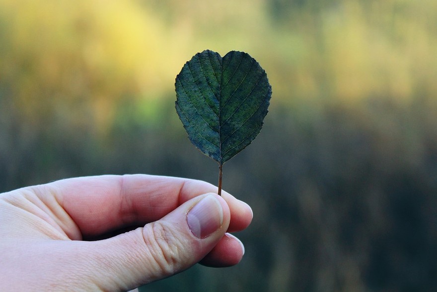 Cómo una hormona vegetal podría revertir el daño cerebral de la alimentación rica en grasas
