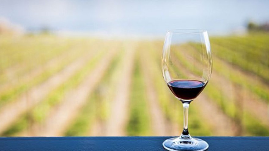 Vinos: la cantidad de hectáreas con uvas Malbec es la más alta en 40 años