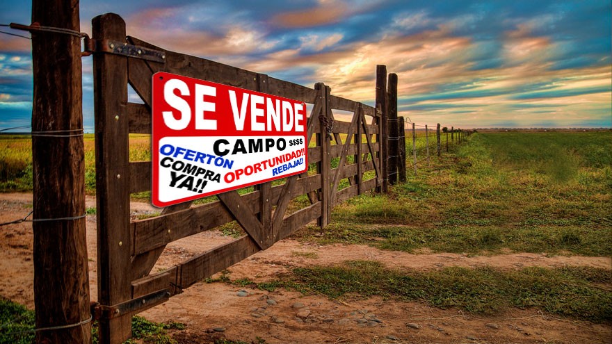 Efecto cepo al dólar: anticipan que habrá una caída en los precios de los campos