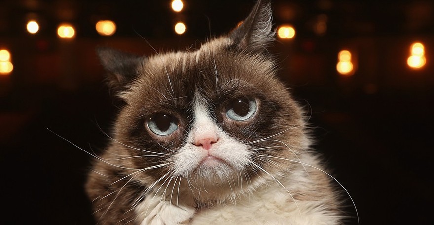 Murió la gatita gruñona más famosa de internet