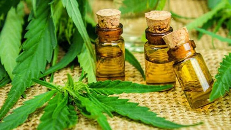 Un paso atrás en el cultivo de marihuana para tratar a un niño con Tourette