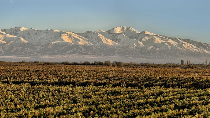 Los vinos que vienen: para Trivento, fue "extraordinaria" la cosecha 2019