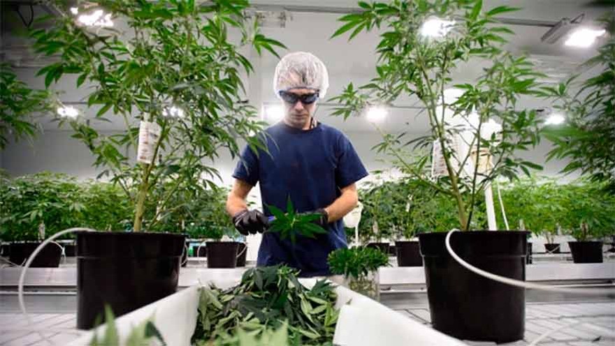 La mayor empresa de cannabis medicinal del mundo desembarca en la Argentina
