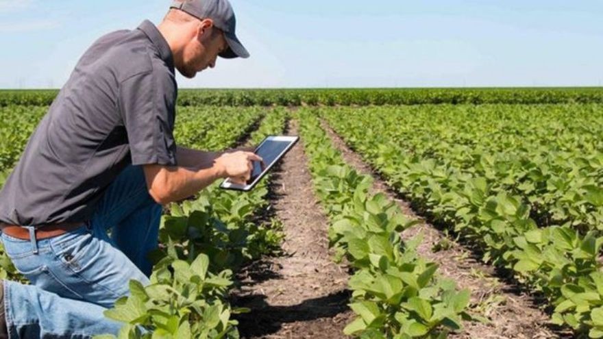 Sin tierra ni trabajadores: así es el método utilizado por Japón para revolucionar su agricultura