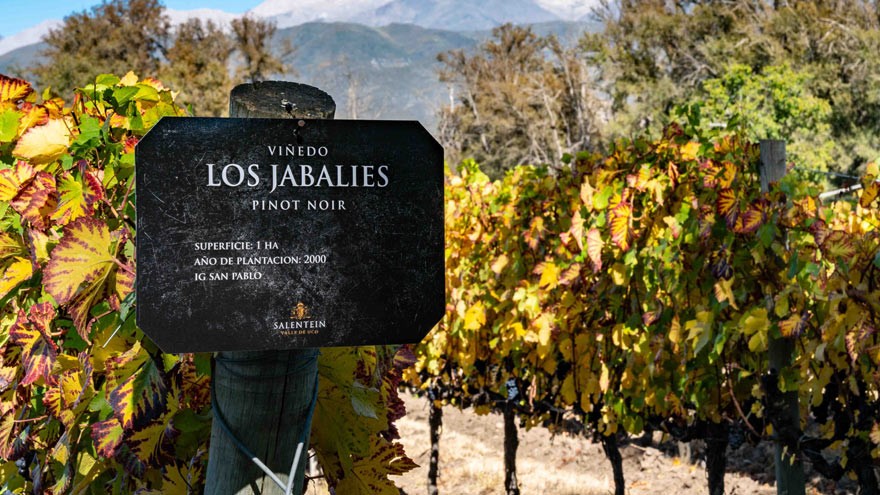 Los vinos de San Pablo, Valle de Uco, tendrán indicación geográfica: ¿qué significa?