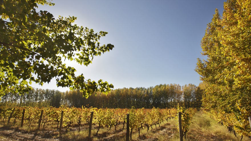 Vinos de Río Negro: qué bodegas conocer y qué vinos probar