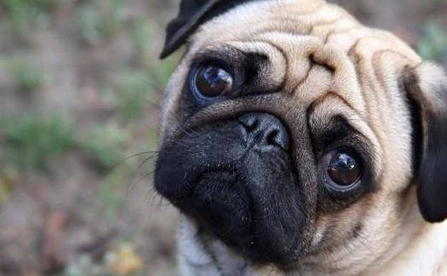 Esta es la verdadera fórmula para saber qué edad tiene tu perro en años humanos