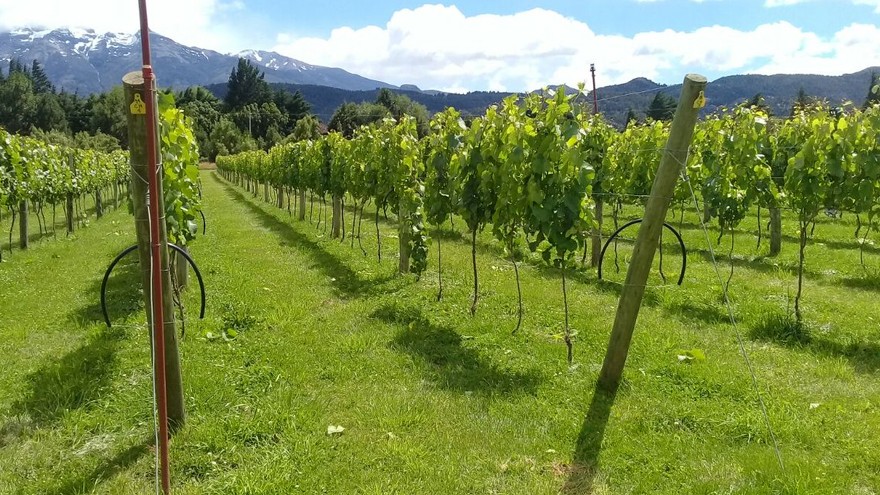 Vinos argentinos, cada vez más australes: Chubut ya tiene su primera Indicación Geográfica