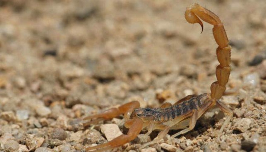 Cómo identificar y tratar a tiempo una picadura de alacrán