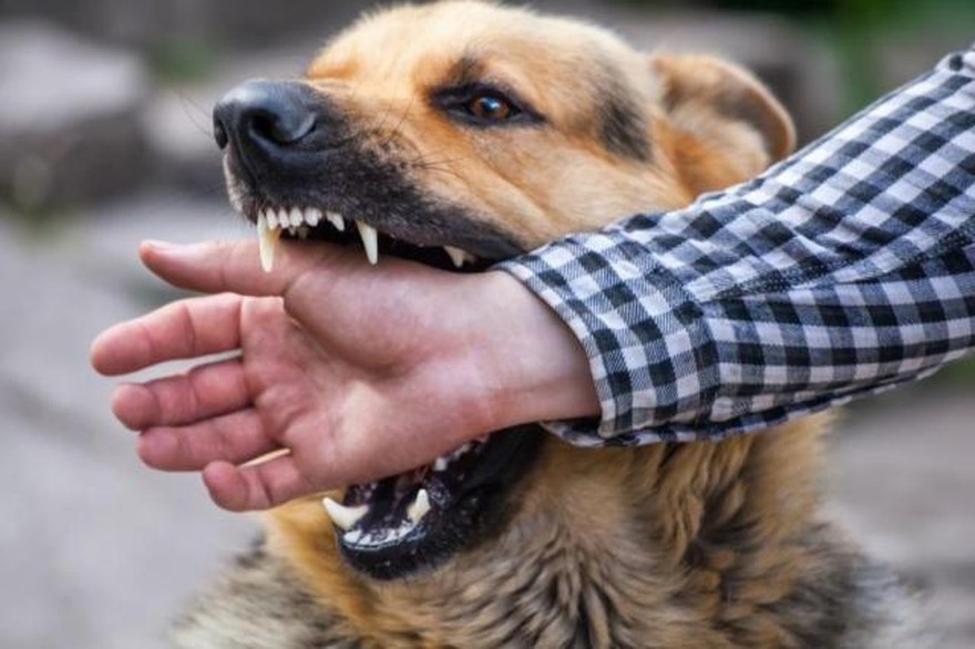 mordida de un perro sintomas de diabetes
