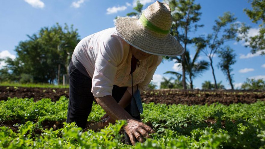 Sanos y soberanos: uno de cada 50 establecimientos rurales ya hace producción agroecológica u orgánica en Argentina