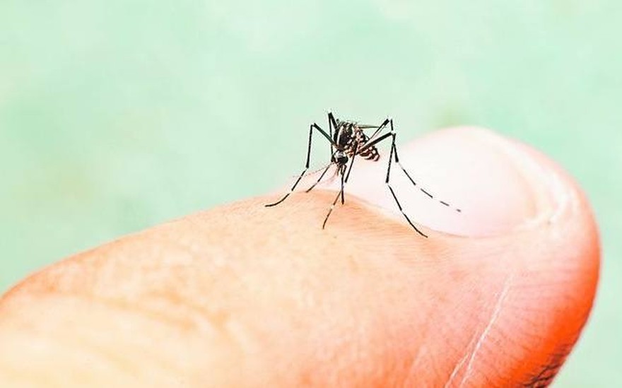 Más casos en la ciudad y provincia de Buenos Aires: claves para prevenir el dengue