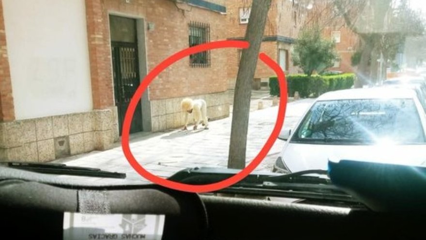 Coronavirus: un hombre se disfrazó de perro para evitar la cuarentena