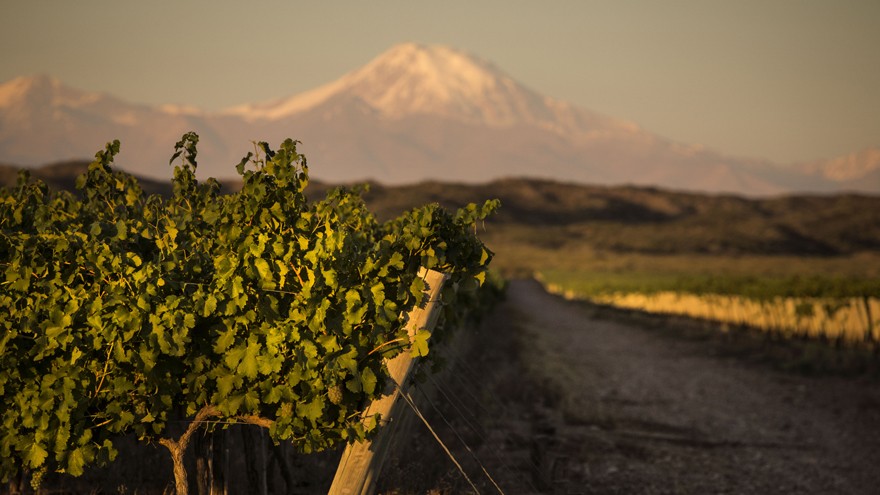 Así serán los vinos tintos y blancos cosecha 2020, según Trivento