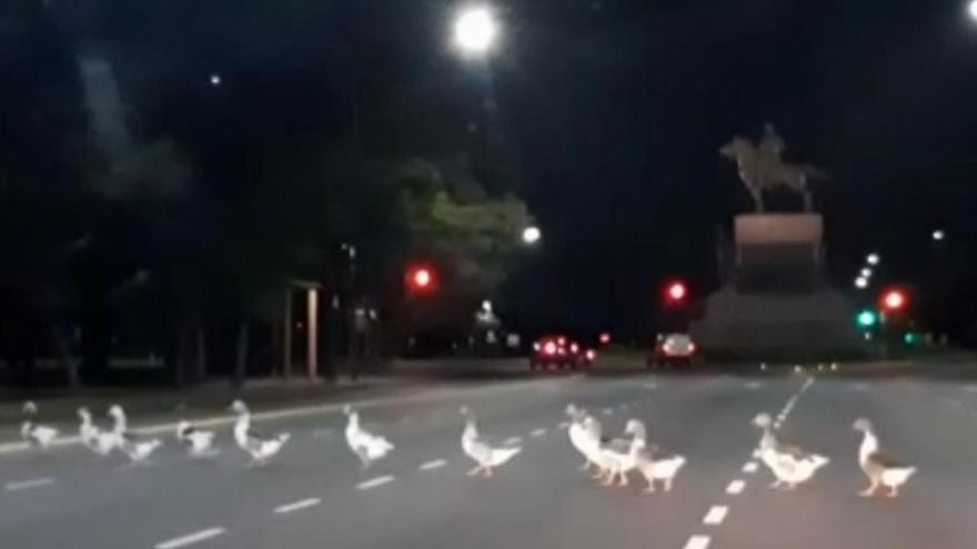 Efecto aislamiento: un grupo de gansos cruza la avenida Figueroa Alcorta y el video se vuelve viral