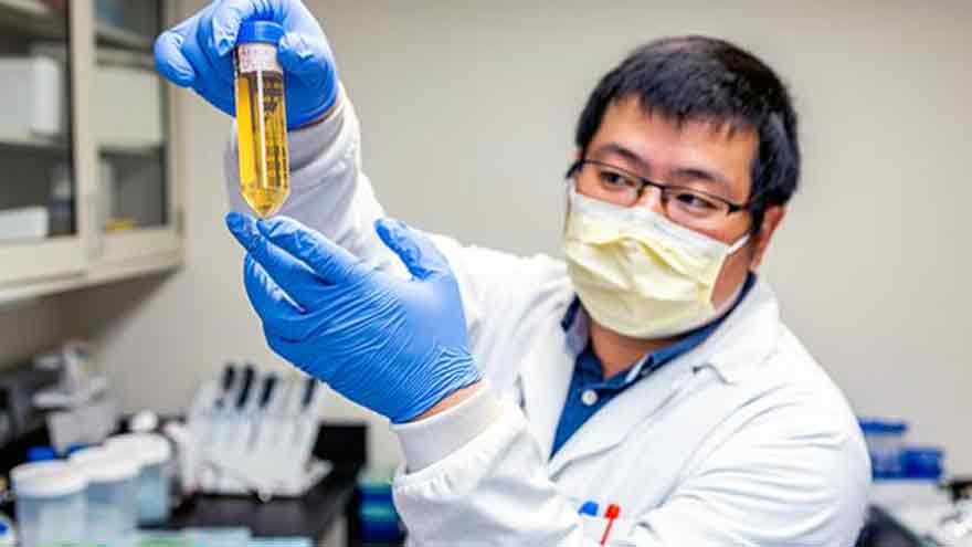 Científicos hallan un anticuerpo minúsculo que neutraliza y previene la Covid-19
