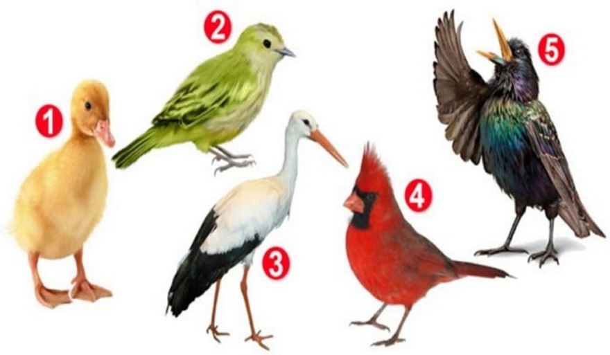 Elegí un pájaro y descubrí aspectos intrigantes de tu personalidad