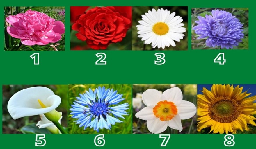 Test: elegí una flor y sabrás cuál es tu mayor fortaleza