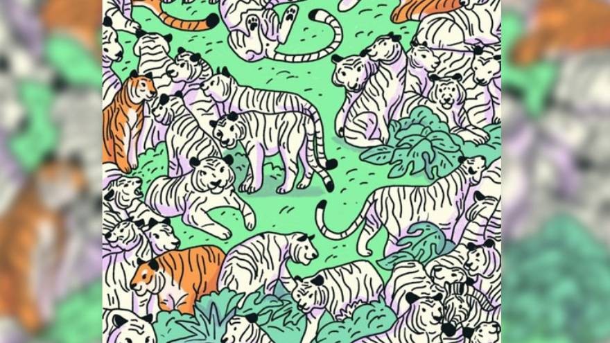 ¿Te animás a resolver este reto? Encontrá la cebra escondida entre los tigres (en 30 segundos)