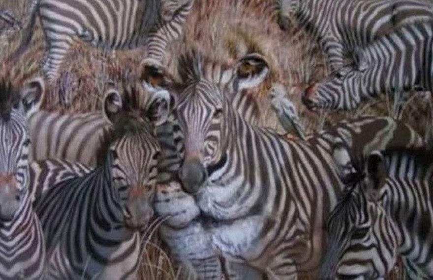 Test: al animal que veas primero develará rasgos ocultos de tu personalidad