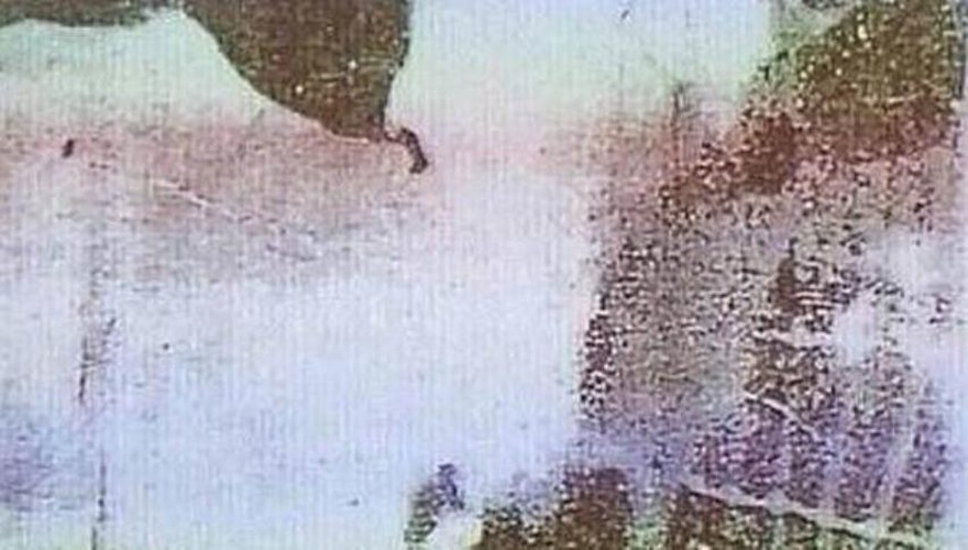 Reto viral: agudizá tu vista y encontrá el animal escondido