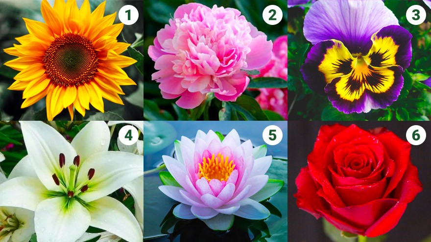 Test de personalidad: descubrí qué tipo flor sos