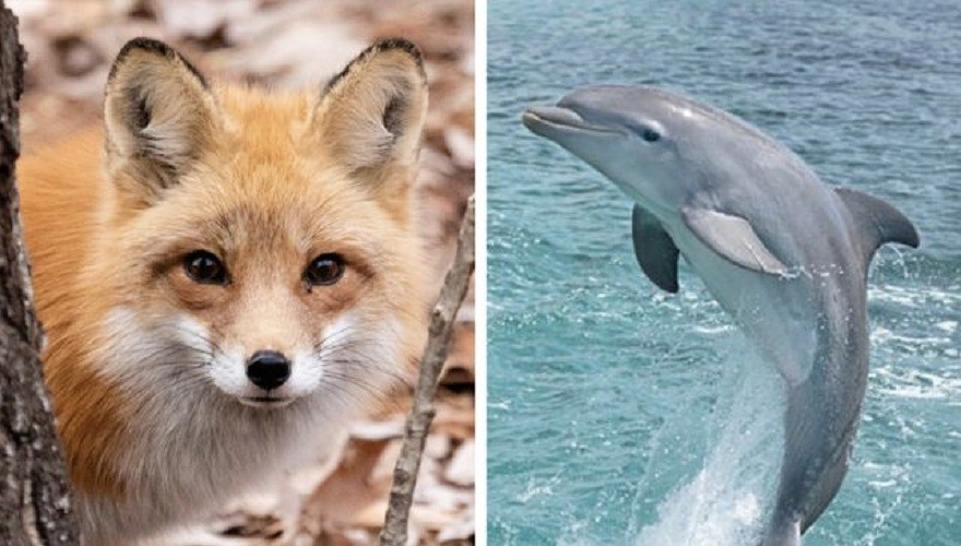 Elegí un animal y descubrí qué es lo que más apreciás de tu pareja