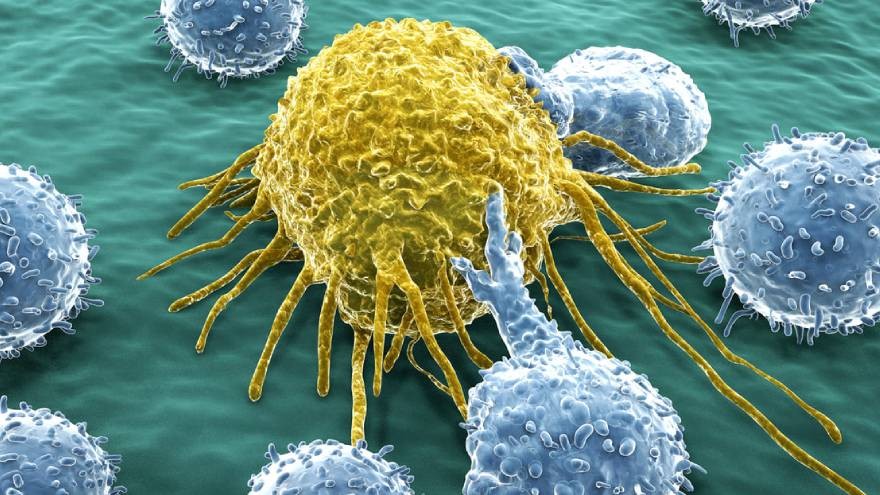 El sistema inmune de este animal podría ser la clave para tratar el cáncer