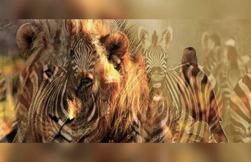 Dime qué animal viste primero y te diré qué clase de persona sos
