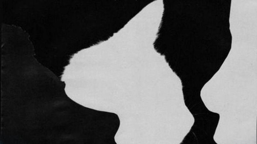 ¿Un gato o dos personas? El test que revelará cómo será tu 2021