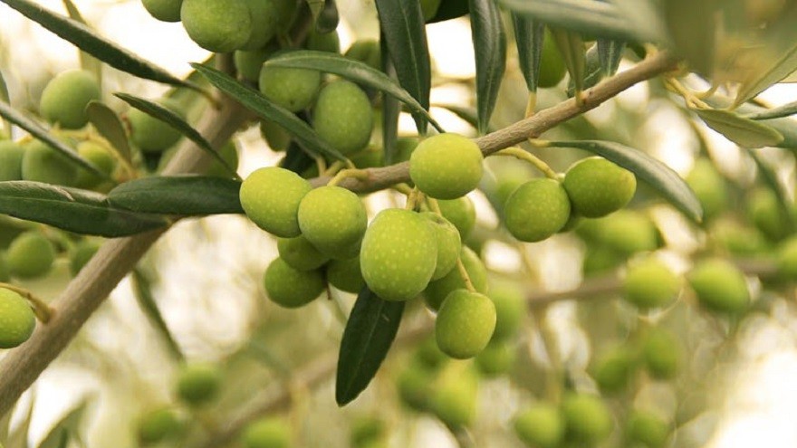 IBM llega a la mesa: utiliza blockchain para asegurar la calidad del aceite de oliva