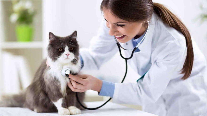 No solo un supermercado: Walmart lanza una novedosa farmacia para mascotas online