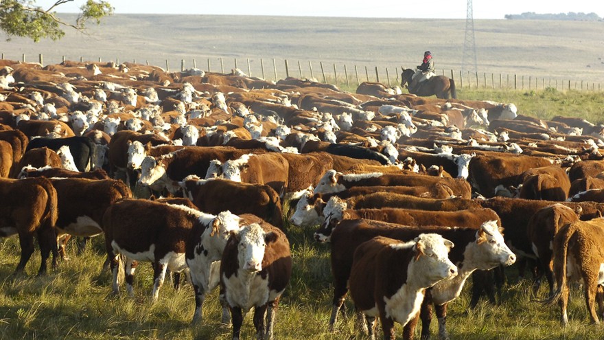 Ganadería 4.0: usan blockchain para seguir la "ruta de la carne" en Argentina