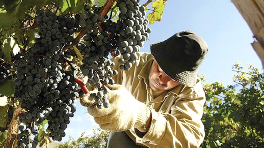 Transformación: en el sector de Vitivinicultura se apuesta cada vez más a la innovación