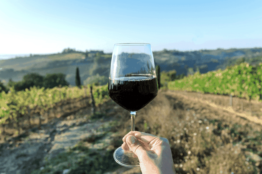 Dime cómo sos y te diré qué cepa te gusta: este sitio te recomienda el vino ideal usando Inteligencia Artificial