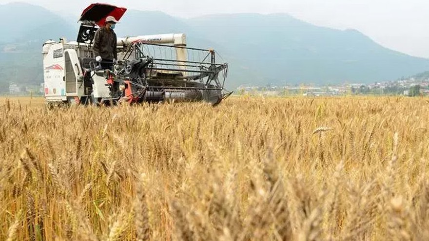 Otro estudio anticipa menos crecimiento del PBI por la sequía que sufre el campo en la Argentina