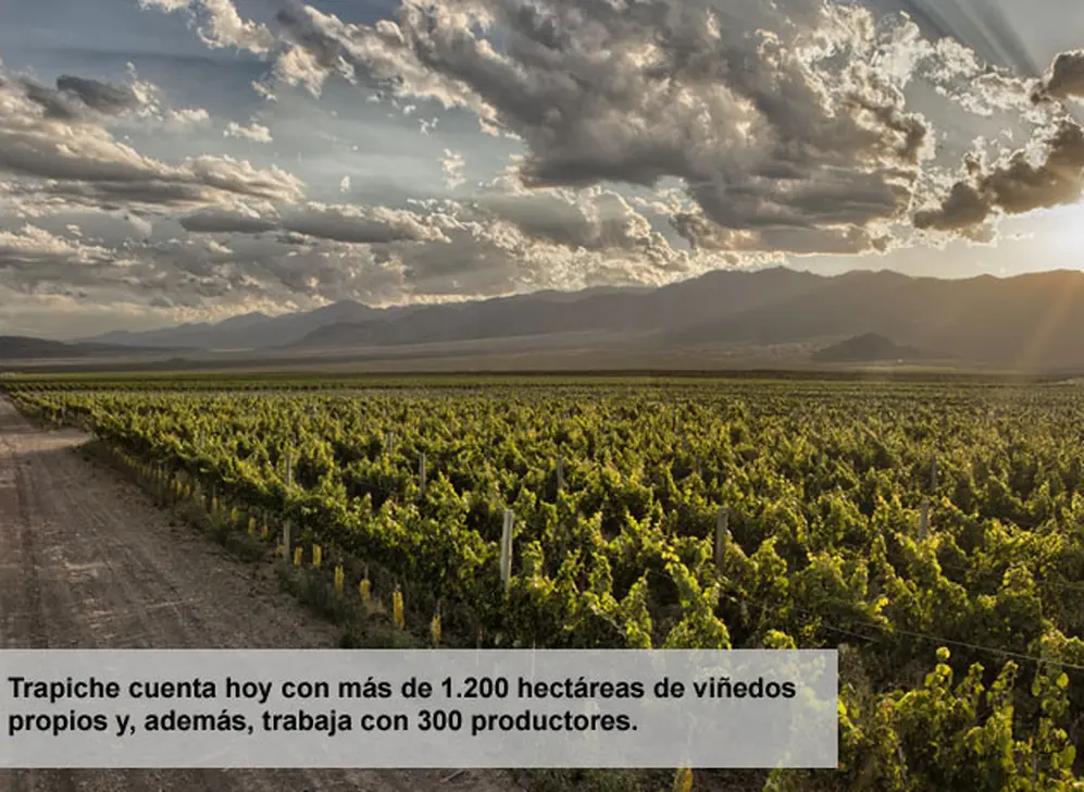 viñedo