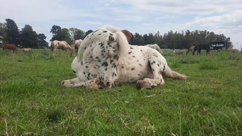 Este caballo se llama Matías, fue rescatado por Cinco Corazones en Lanús, con 24 años tiraba de un carro