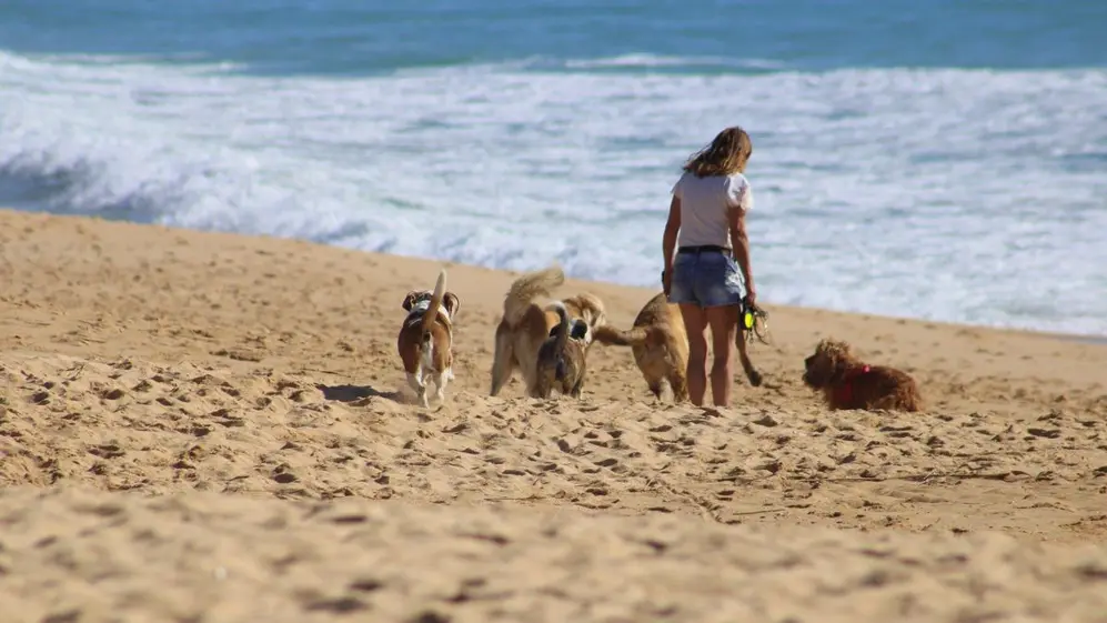 Para ir de vacaciones a Uruguay los perros tienen que tener un microchip