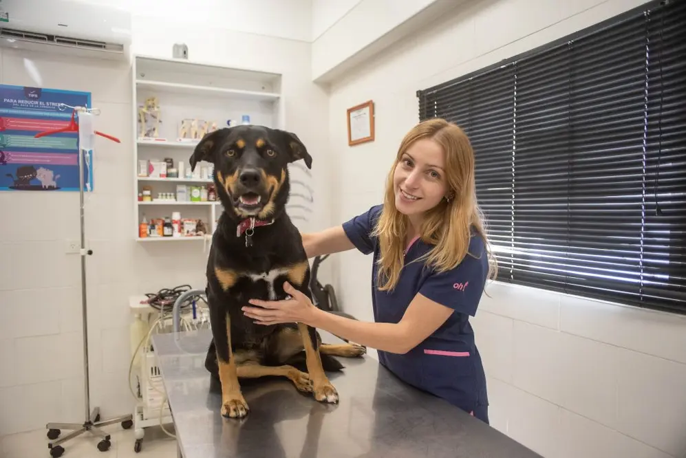 Las obras sociales para mascotas buscan proteger a los animales y que sus dueños ahorren