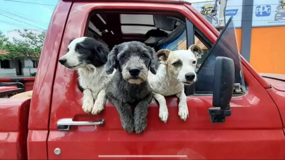 Tres perros rescatados por El Polaco están asomados en la ventanilla de su camioneta roja