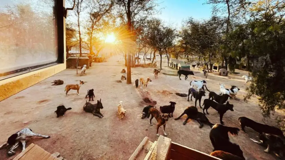 Decena de perros en El montecito de los canichones