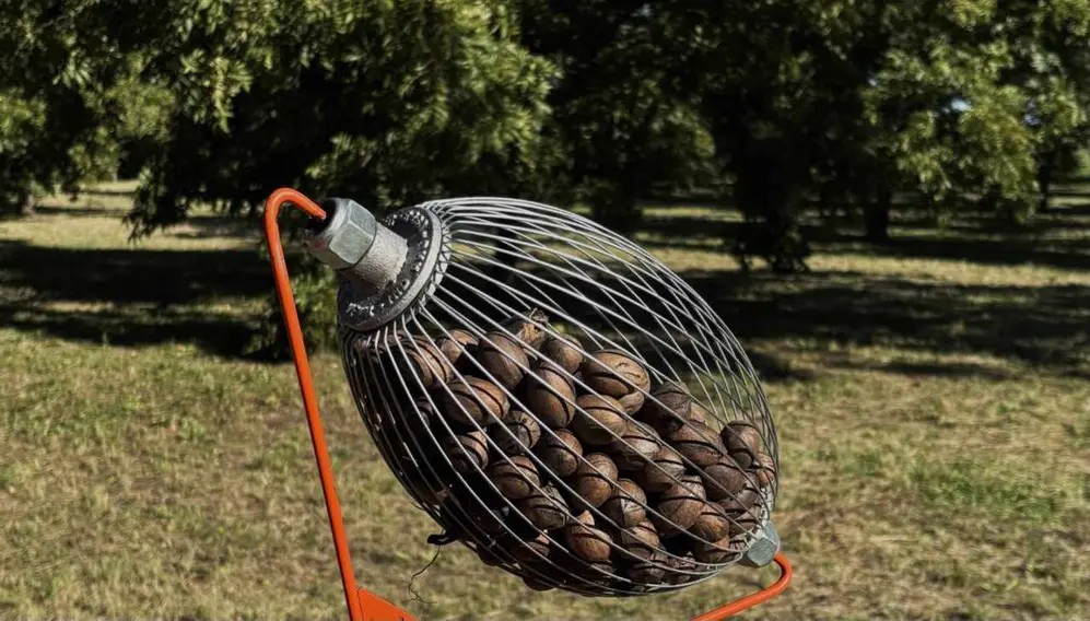 Recolector manual de alambre repleto de nueces pecán, con soporte naranja y árboles al fondo