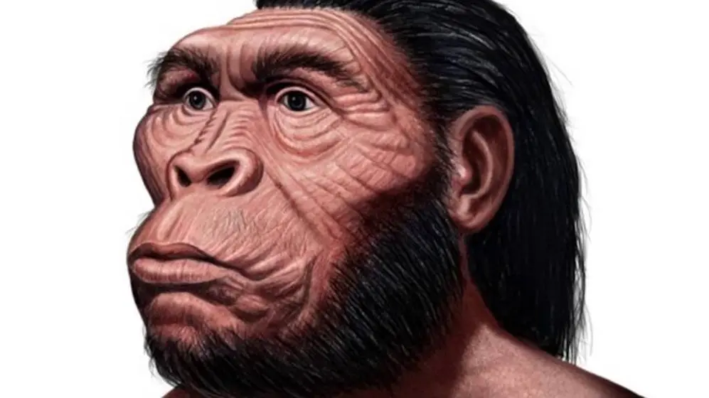 Australopithecus anamensis. Vivió hace 4,1 millones de años. Su cejas eran prominentes, como una visera. Su mentón, hundido remarcaba un 