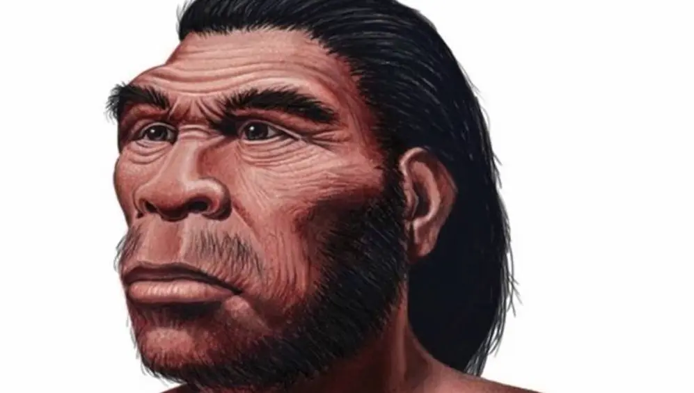 Homo habilis. Vivió hace 2,5 millones de años