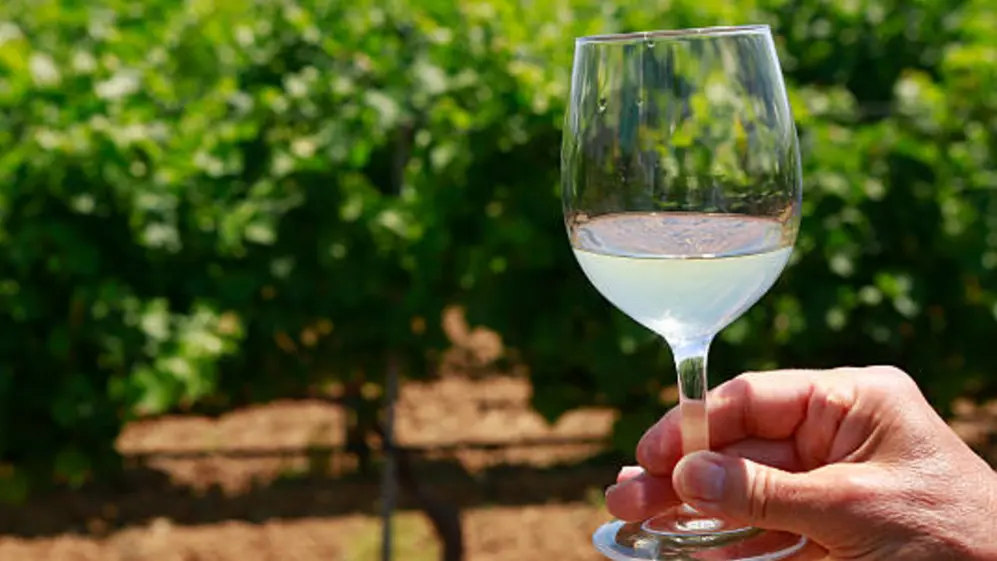Suter puso en funcionamiento el negocio de elaboración y producción de vinos en Mendoza